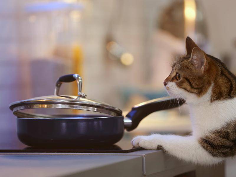 Lustige Katze in der Küche: Neugierig? Ich doch nicht! — Bild: Shutterstock / Africa Studio
