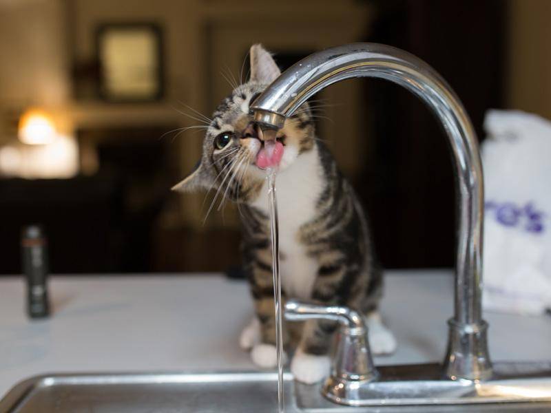 Plitsch, platsch: Ein Wasserhahn, wie aufregend! — Bild: Shutterstock / Cynthia Valdez