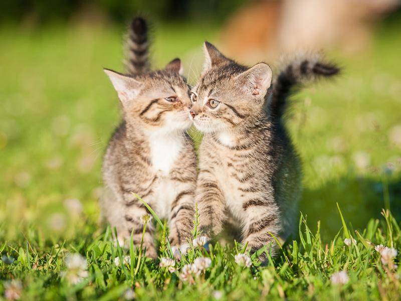 ... weil Katzenfreunde eigentlich immer Lust zum Spielen haben — Bild: Shutterstock / Grigorita Ko
