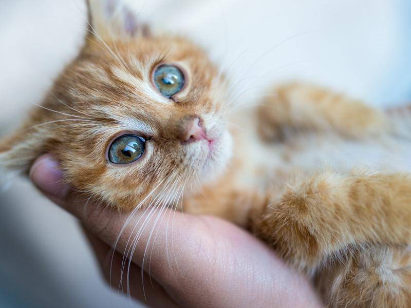 "Ich bin klein, mein Herz ist rein ..." Eine Hand voll Katzenbaby — Bild: Shutterstock / ESB Professional