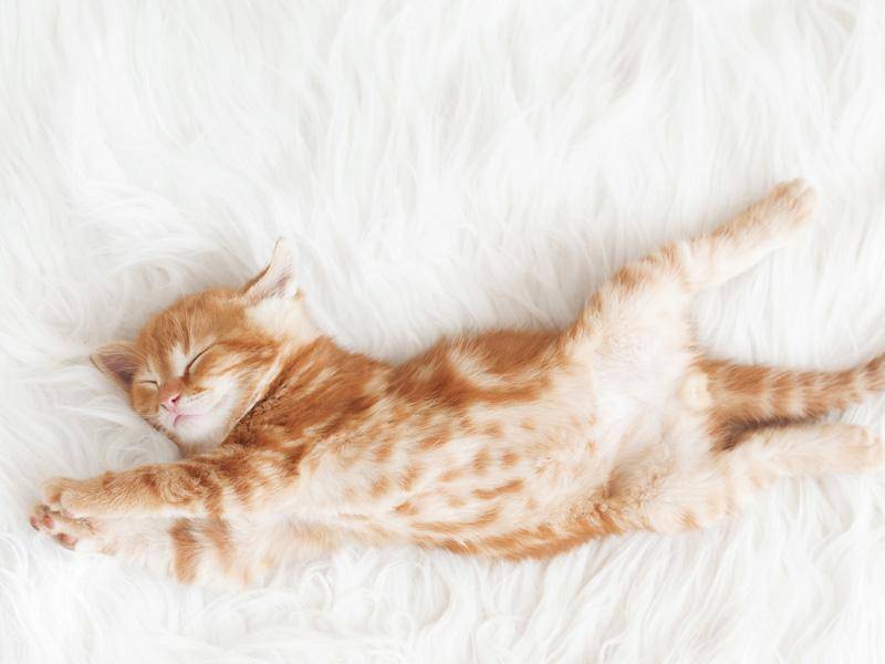 Träum schön, müdes kleines Katzenbaby — Bild: Shutterstock / Alena Ozerova