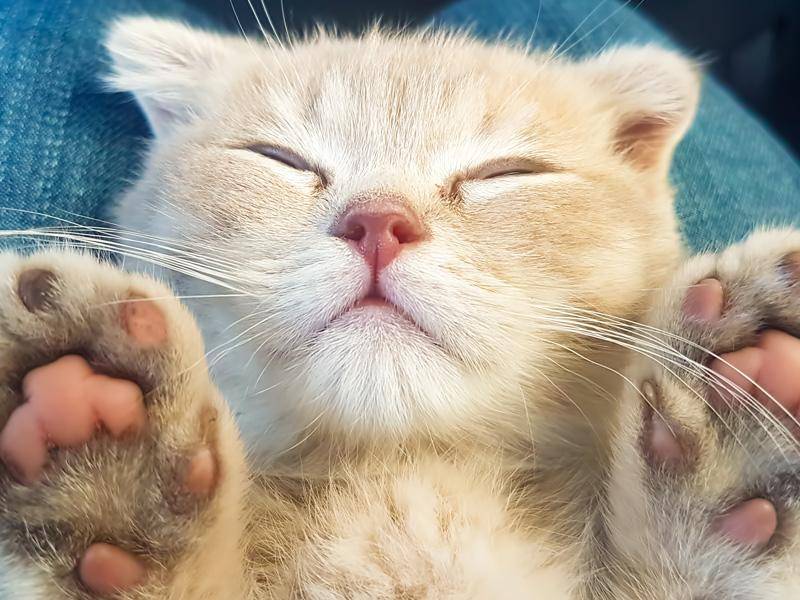 Süß: Klitzekleine Pfötchen und riesengroße (Katzen-)Träume — Bild: Shutterstock / Esin Deniz
