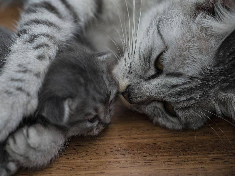 Kuschelzeit: Katzenmama und Katzenbaby — Bild: Shutterstock / Khalilah Mohd Nor