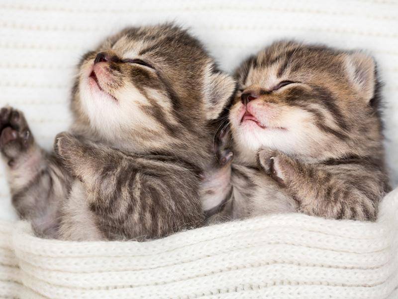 Zwei Glückskätzchen im Tiefschlaf: Wie süß! — Bild: Shutterstock / Andrey_Kuzmin