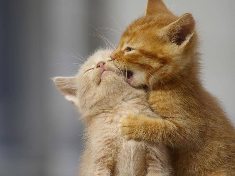 Klitzekleine Katzenbabys necken sich — Bild: Shutterstock / MatthewSkretting