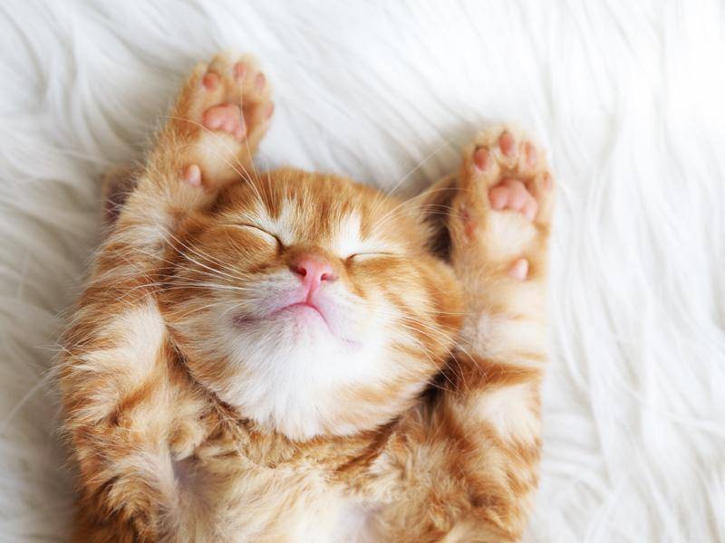 Wie süß: Sehr müdes rotes Katzenbaby auf flauschigem Teppich — Bild: Shutterstock / Alena Ozerova