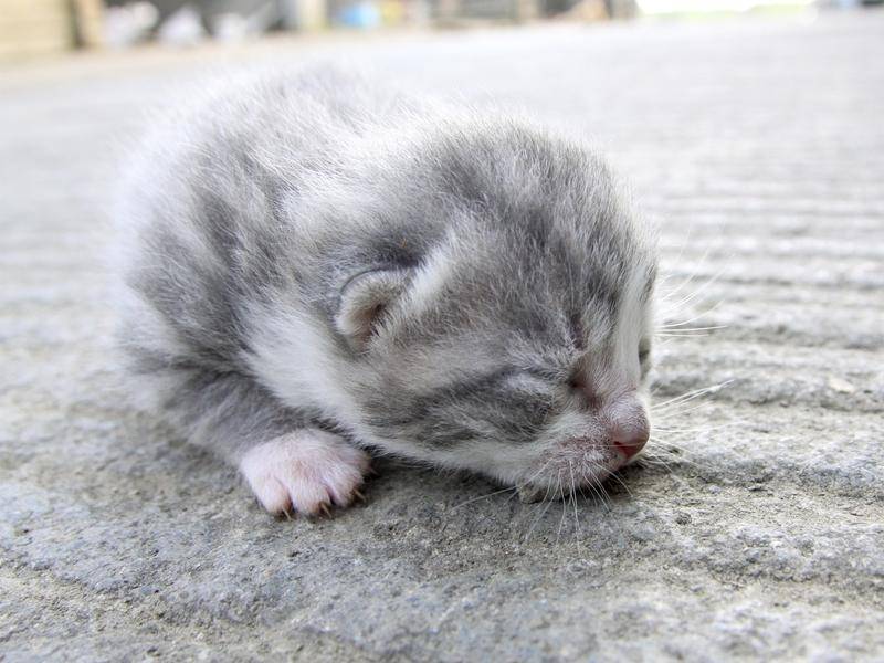 Schlafen und Träumen: Das macht dieses Katzenbaby wohl am liebsten — Bild: shutterstock / Mikulas P