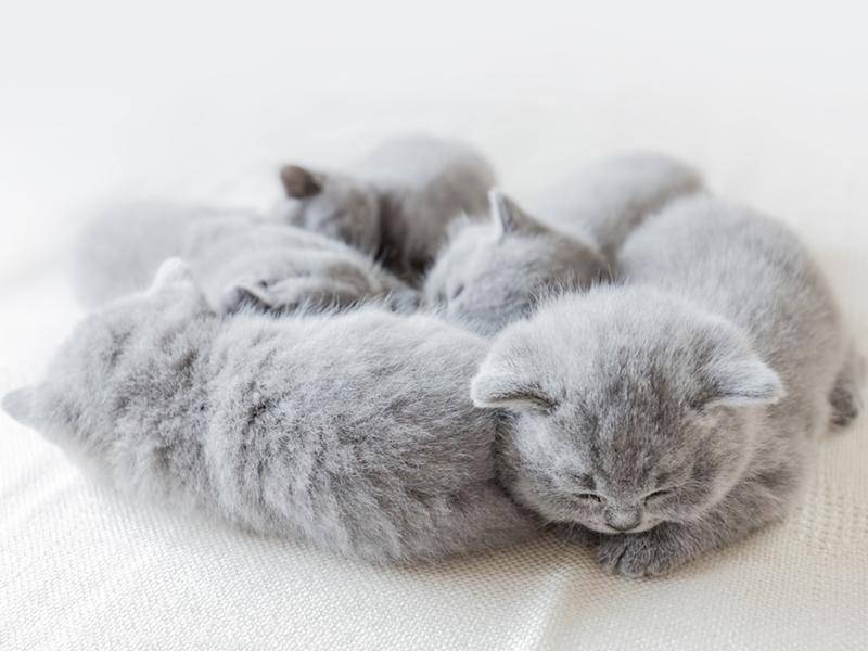 Gruppenkuscheln und Zeit für schöne Katzenbaby-Träumchen — Bild: shutterstock / PHOTOCREO Michal Bednarek