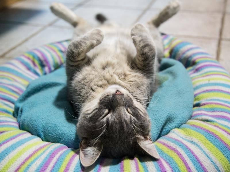 Und diese Katze im Tiefschlaf macht den Schluss in unserer Runde. Gute Nacht! - Bild: Shutterstock / Fabiano's_Photo