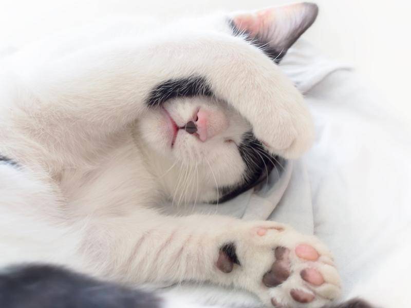 Für noch mehr Katzenbaby-Schlafkomfort: Augen zuhalten, damit es dunkler wird - Bild: Shutterstock / Gumpanat