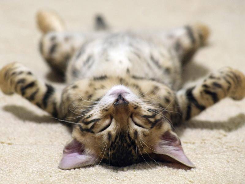 Katzenbaby Nr. 1 beweist: Auf dem Rücken schlafen ist sooo gemütlich - Bild: Shutterstock / Pakhnyushchy