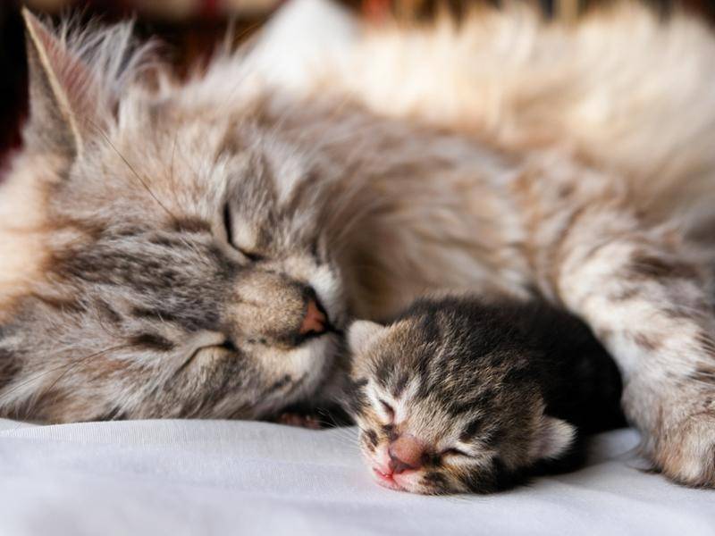 Beim Kuscheln mit der Katzenmama träumt es sich doch am schönsten — Bild: shutterstock / Orhan Cam