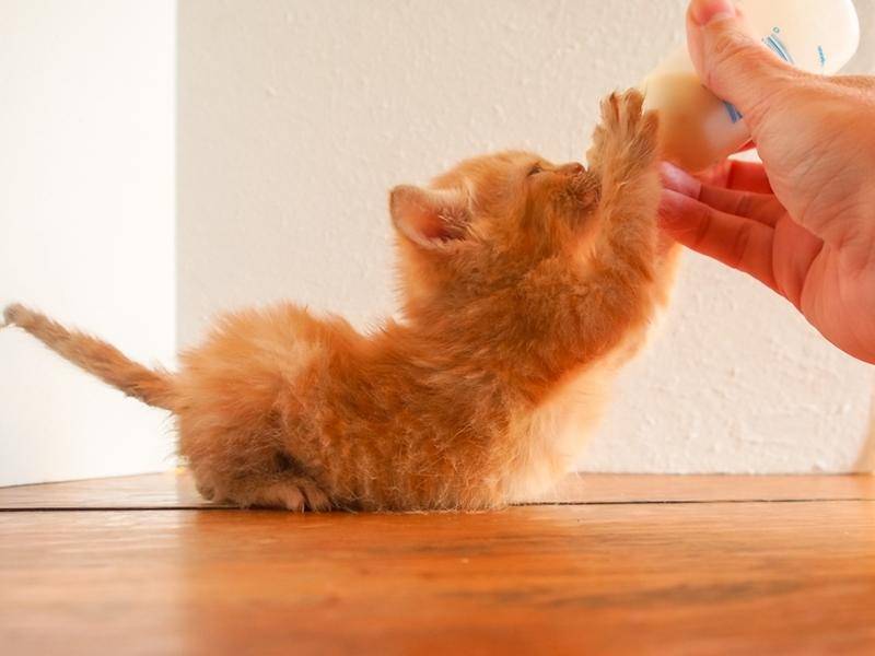 Dieser Mini-Stubentiger verbindet Trinken mit Yoga! – Bild: shutterstock / Cat-Bee