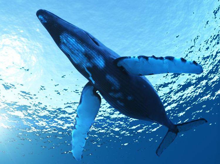 Blauwal im Wasser
