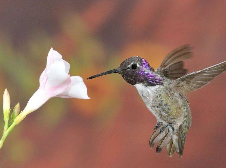Blume-Kolibri