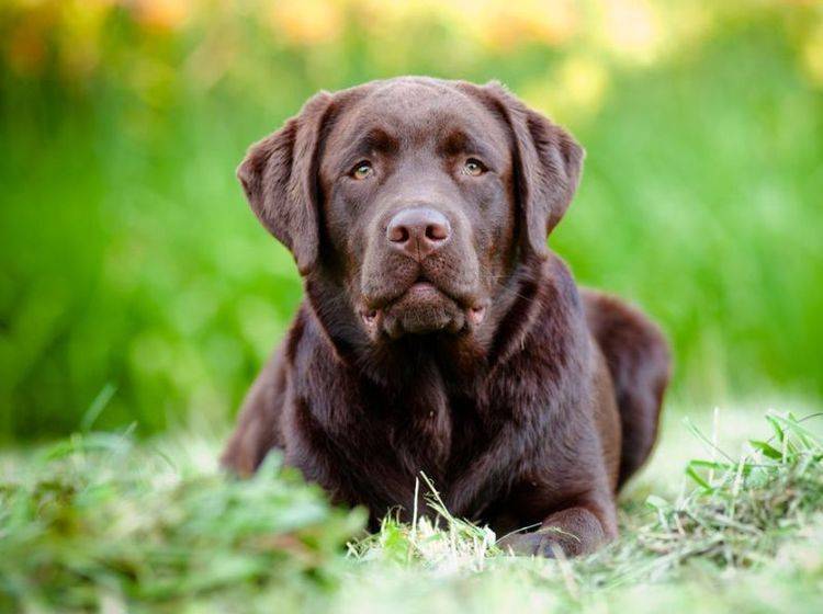 Labrador Hund auf der Wiese