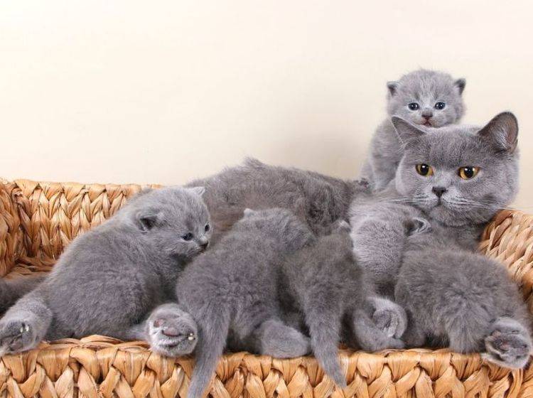 Familienbande: Britisch Kurzhaar Katze mit Nachwuchs