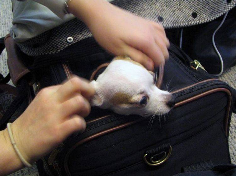 Chihuahua Hund im Koffer