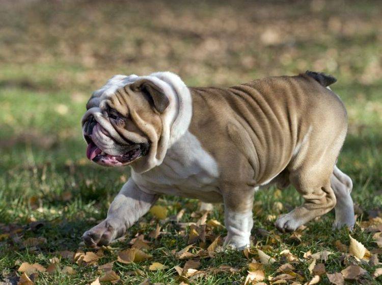 Bulldoggen Hund auf der Wiese