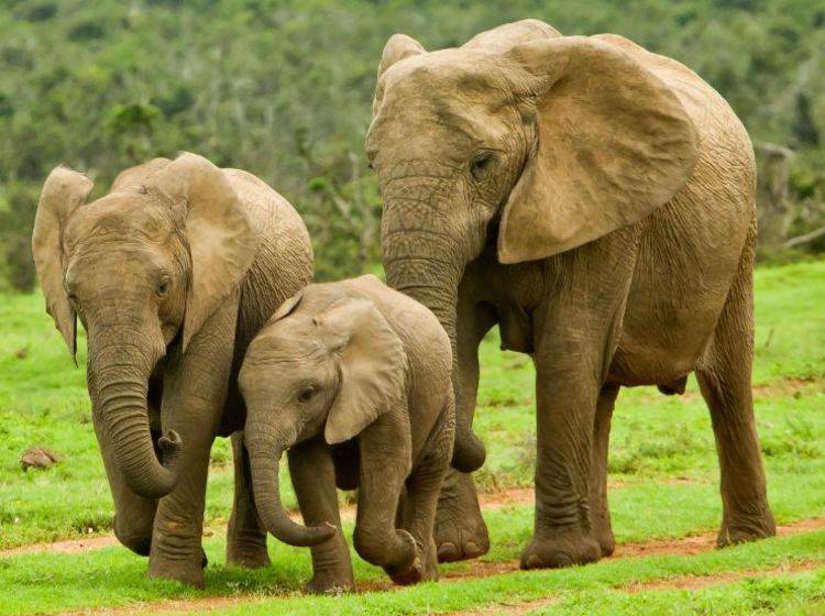 Elefanten Familie auf der Wiese