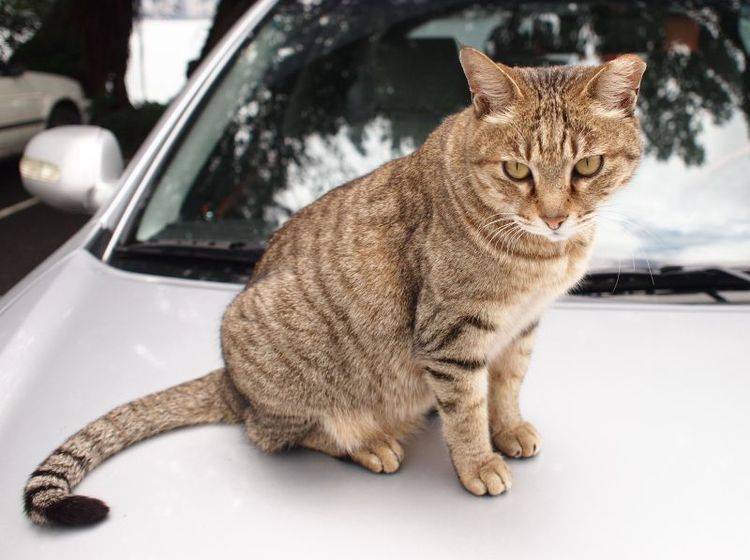 Getigerte Katze auf dem Auto