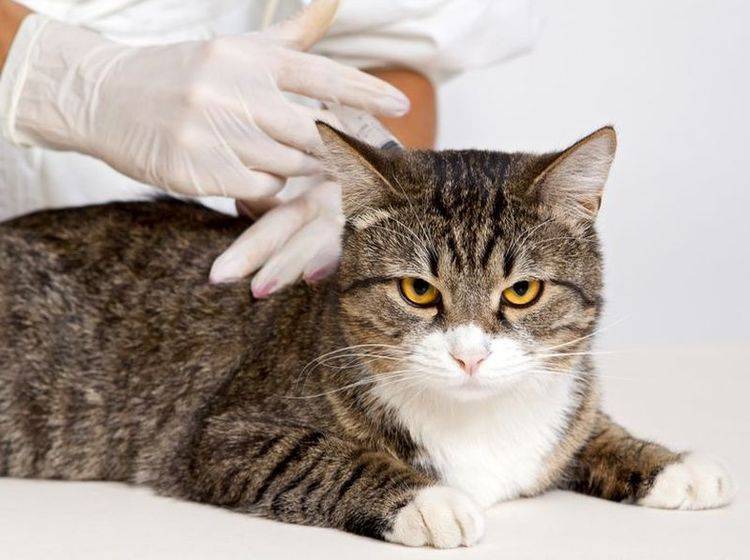 Getigerte Katze beim Tierarzt