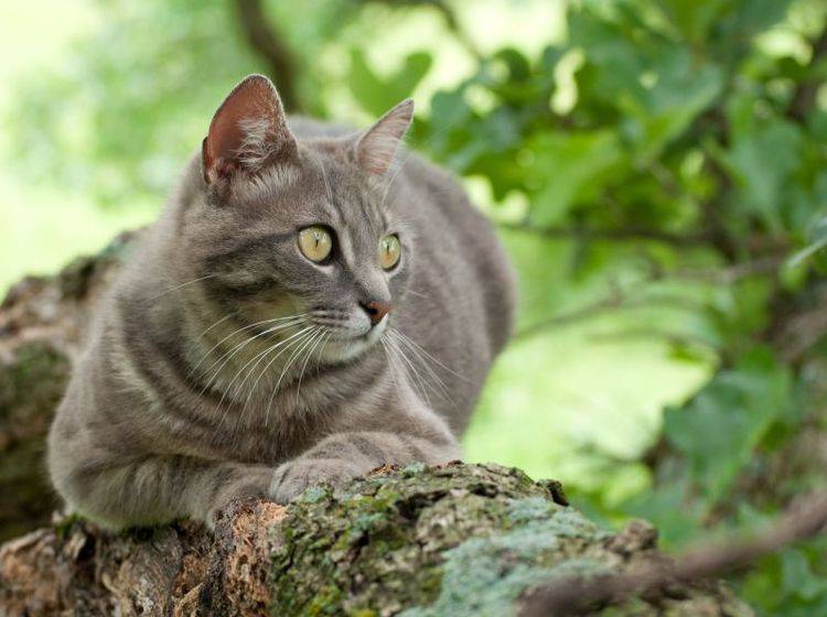 Graue Katze auf dem Baum