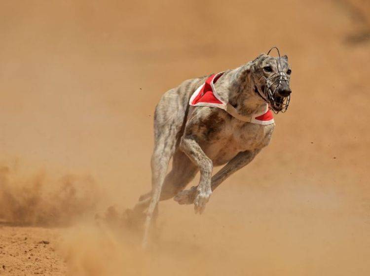 Sportliche Vierbeiner Die schnellsten Hunde der Welt