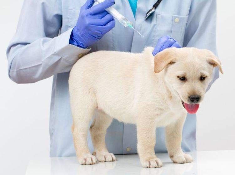 Junger Hund beim Tierarzt