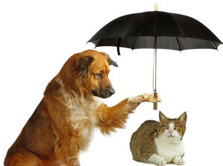 Hund und Katze mit Regenschirm