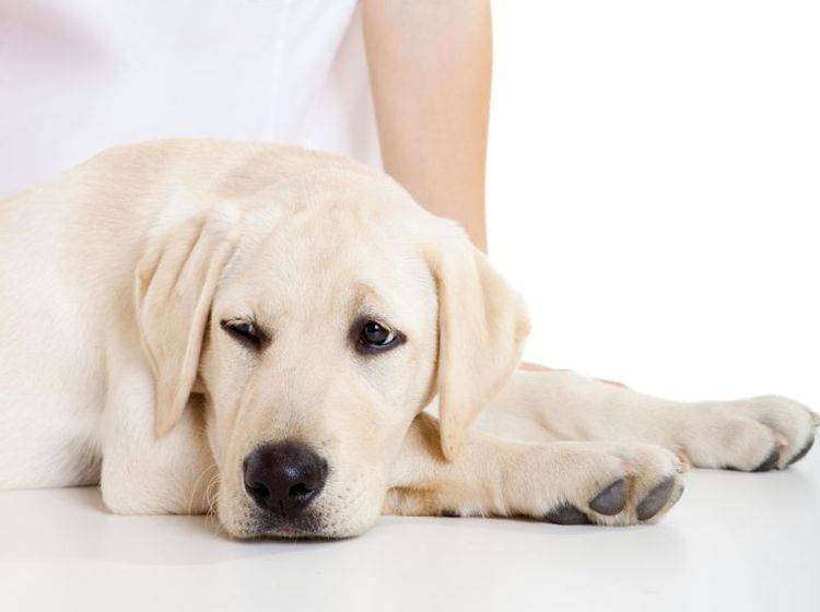 Golden Retriever Hund beim Tierarzt
