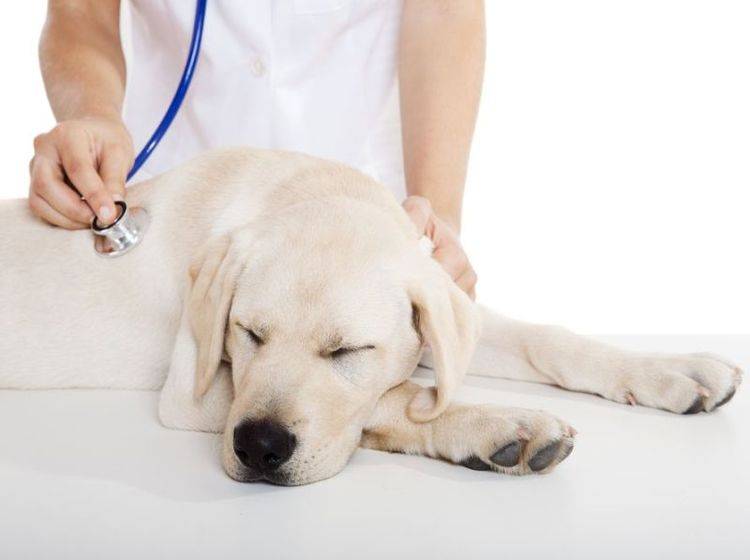 Bei andauerndem oder schlimmer werdendem Durchfall, sollte Ihr Vierbeiner von einem Tierarzt untersucht werden – Shutterstock / iko