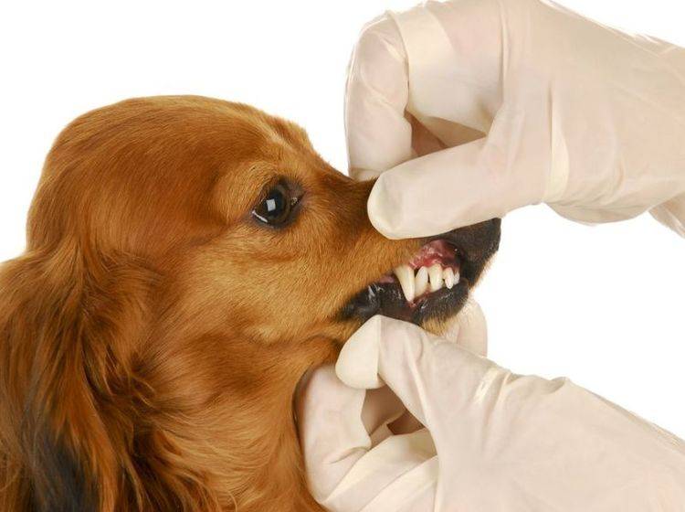 Zahnfleischentzündung beim Hund Eine Behandlung ist wichtig