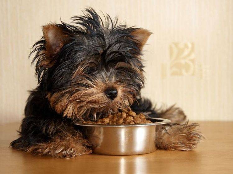 Yorkshire Terrier Hund frisst Trockenfutter