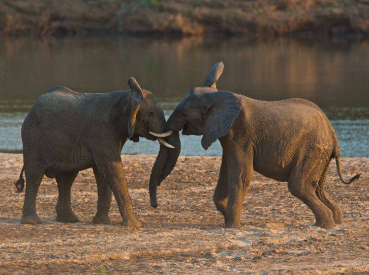 Elefanten in der Pubertät rangeln gerne miteinander