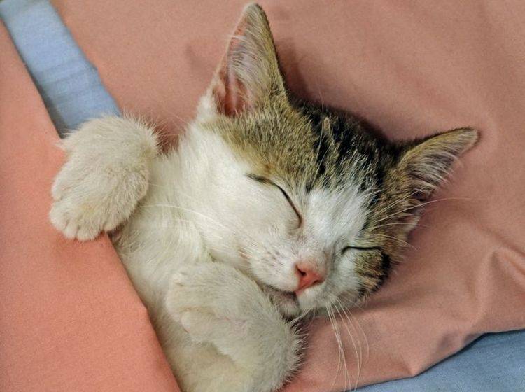 Katze-Bett-Schlafen