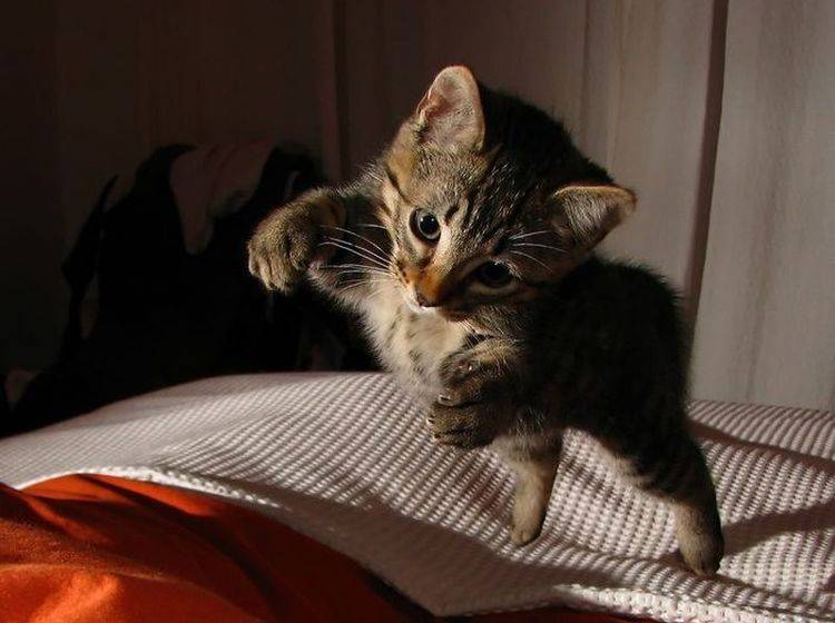 Katze-Bett-Springt
