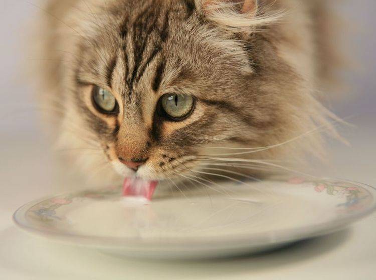 Kuhmilch ist für Katzen zwar nicht zwingend giftig, aber meist unverträglich. Grund hierfür ist die Laktoseintoleranz erwachsener Samtpfoten – Shutterstock / Robynrg