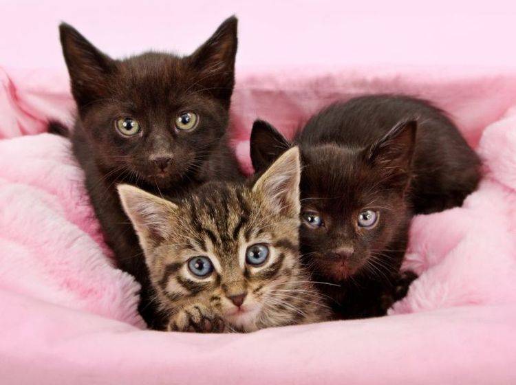 Katzenbabys auf rosa Decke