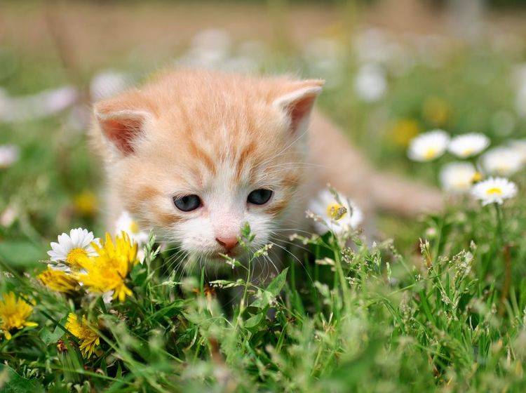 Rotes Katzenbaby auf der Blumenwiese - Bild: Shutterstock / Anettphoto