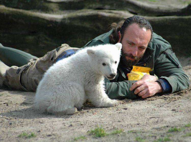 Eisbär Knut mit Pfleger