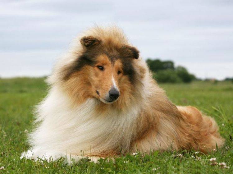 lassie hund