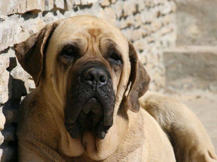Mastiff: Der Gigant unter den Hunden wiegt ganze 113 Kilogramm