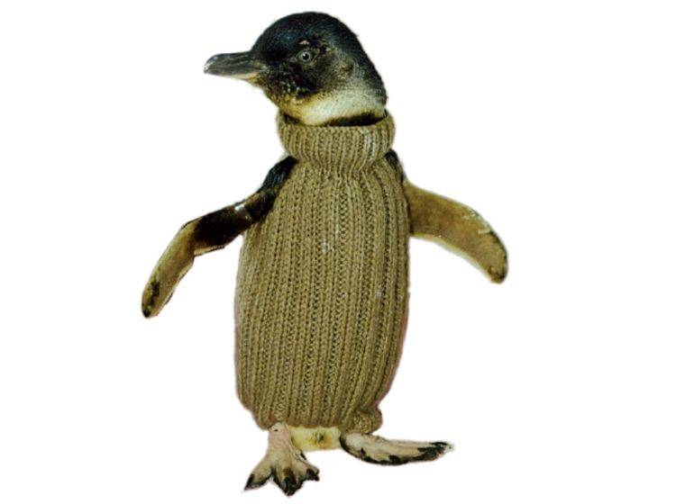 Modische Lebensretter 40.000 Pinguin-Pullis für Australien