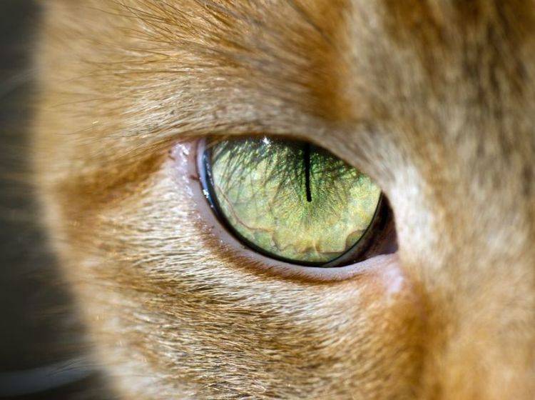Augenverletzungen bei Katzen: Was tun? Erste-Hilfe-Tipps