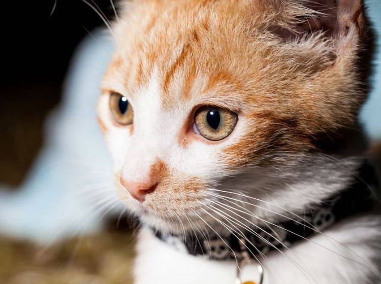 Ein Katzenhalsband kann gefährlich werden und Ihrer Katze schaden – Shutterstock / Sydneymills