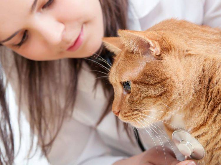 Ein guter Tierarzt verhält sich einfühlsam und geduldig bei der Untersuchung Ihrer Katze – Bild: Shutterstock / mtr