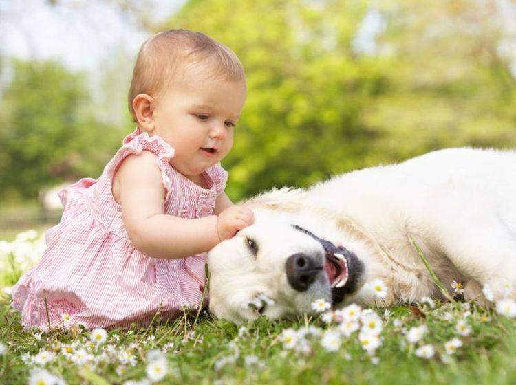 Baby mit Golden Retriever Hund auf der Wiese