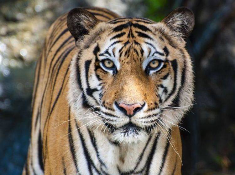 Bengal Tiger von Vorne
