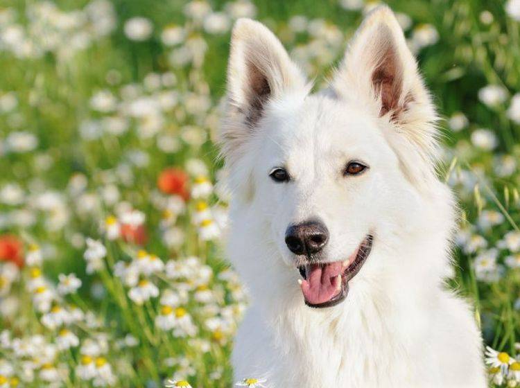 Dieser weiße Schäferhund freut sich, weil er seine Läuse loswerden konnte – Bild: Shutterstock / AnetaPics